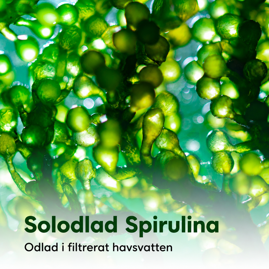 Ekologisk Spirulina 3000 mg – 720 Tabletter | Superfood