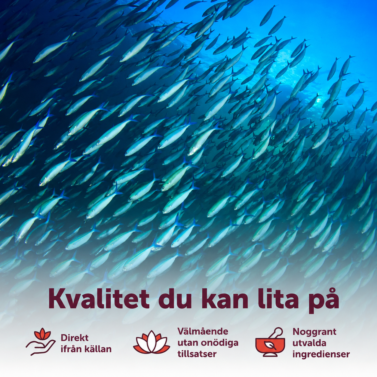 Omega-3 Komplex för Kvinnor 3000 mg – Med EPA, DHA, Havtornsolja & Jättenattljusolja | 240 mjukkapslar